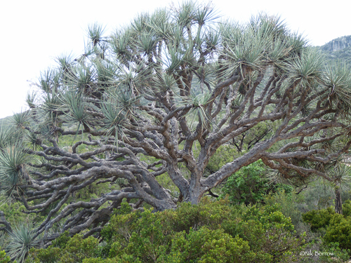 Dracaena schizantha