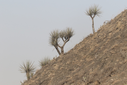 Dracaena serrulata — photo