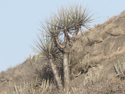Dracaena serrulata — photo