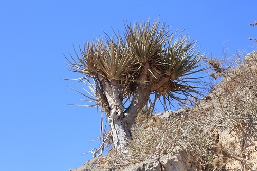Dracaena serrulata