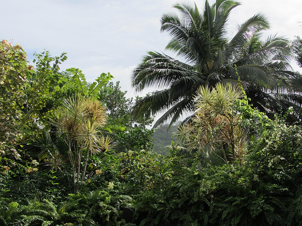 Dracaena sp. 2 — photo