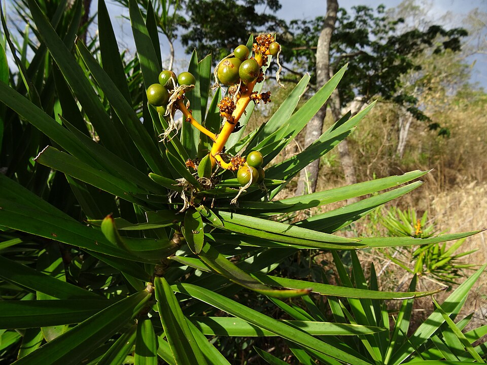 Dracaena sp. 2