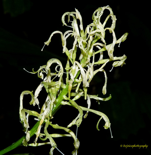 Dracaena spicata (Dragon tree) — photo