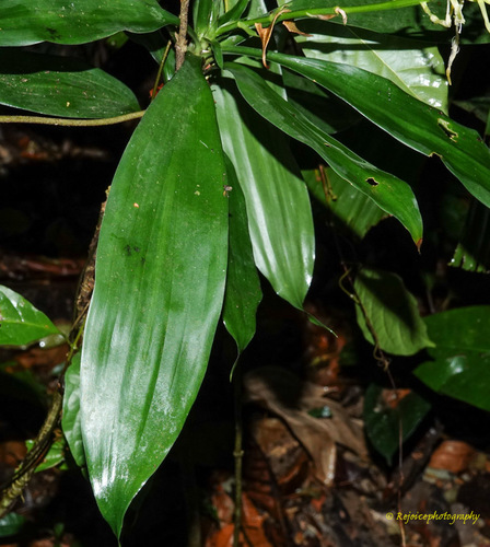 Dracaena spicata (Dragon tree) — photo