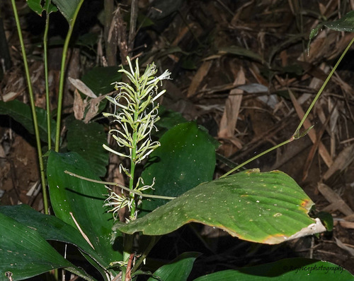 Dracaena spicata