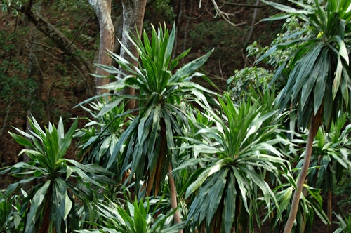 Dracaena steudneri (Northern large-leaved dragon-tree) — photo