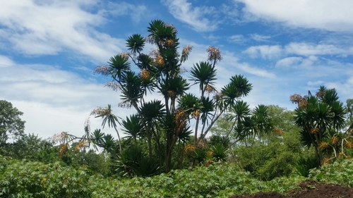 Dracaena steudneri (Northern large-leaved dragon-tree) — photo