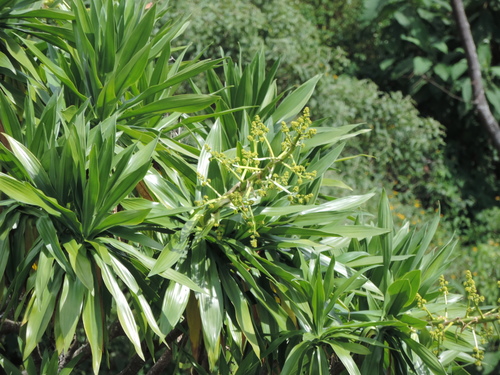 Dracaena steudneri
