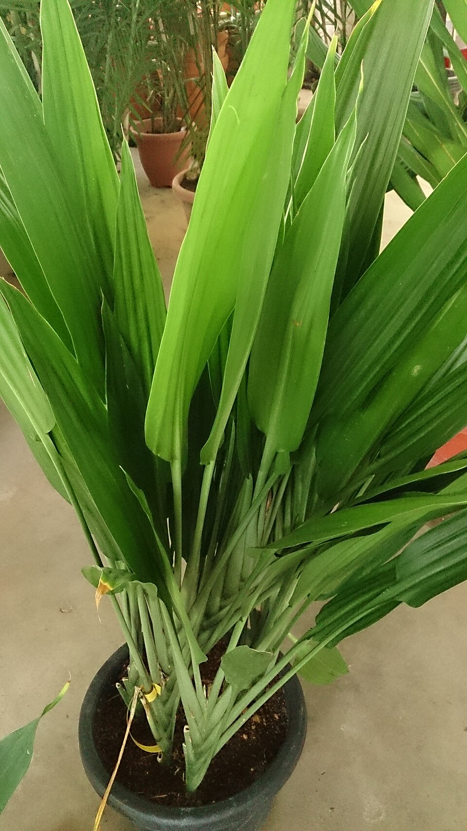 Dracaena thalioides