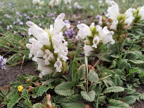 Dracocephalum heterophyllum