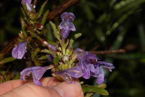 Dracocephalum moldavica (Moldavian balm) — photo