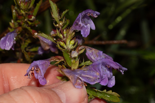 Dracocephalum moldavica (Moldavian balm) — photo