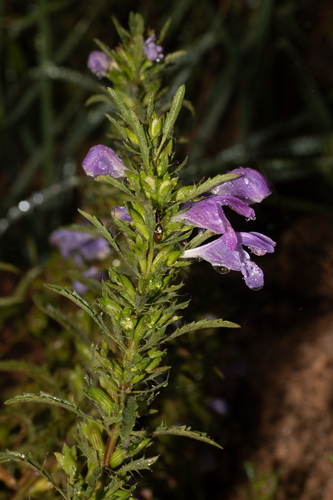 Dracocephalum moldavica