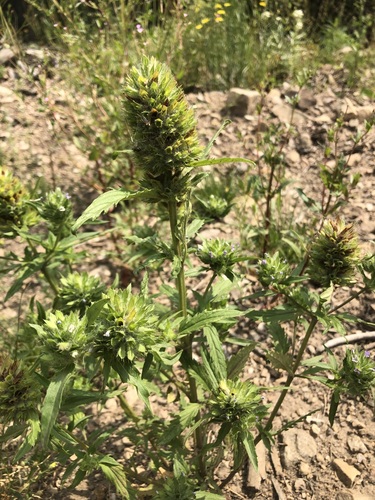 Dracocephalum parviflorum (American dragon head) — photo