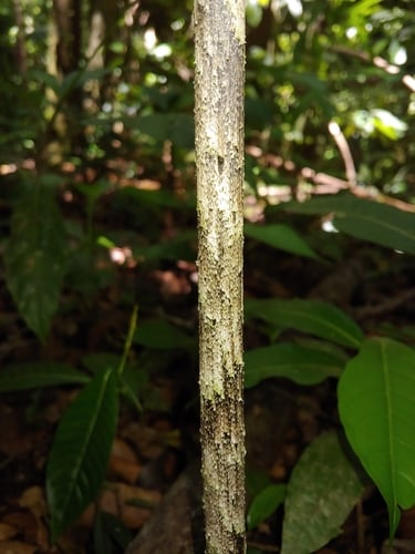 Dracontium asperum — photo