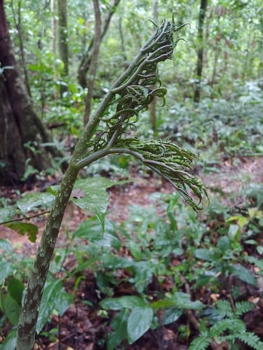 Dracontium asperum — photo