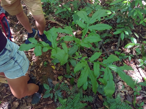 Dracontium asperum
