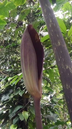 Dracontium pittieri