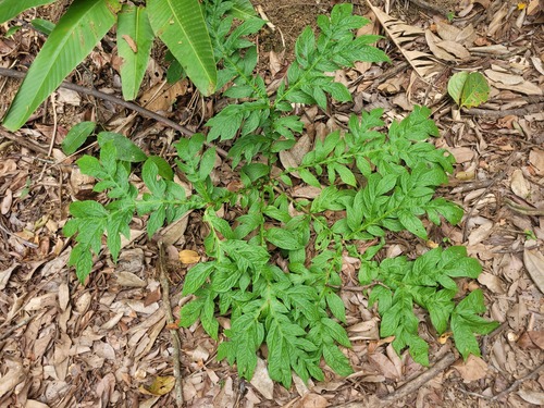 Dracontium polyphyllum (Motley-stalked dragon-plant) — photo