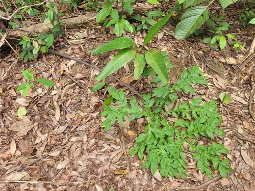 Dracontium polyphyllum (Motley-stalked dragon-plant) — photo