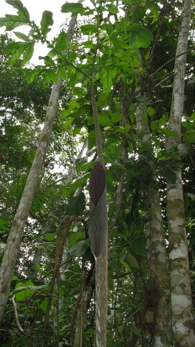 Dracontium spruceanum — photo