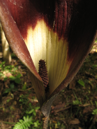 Dracontium spruceanum