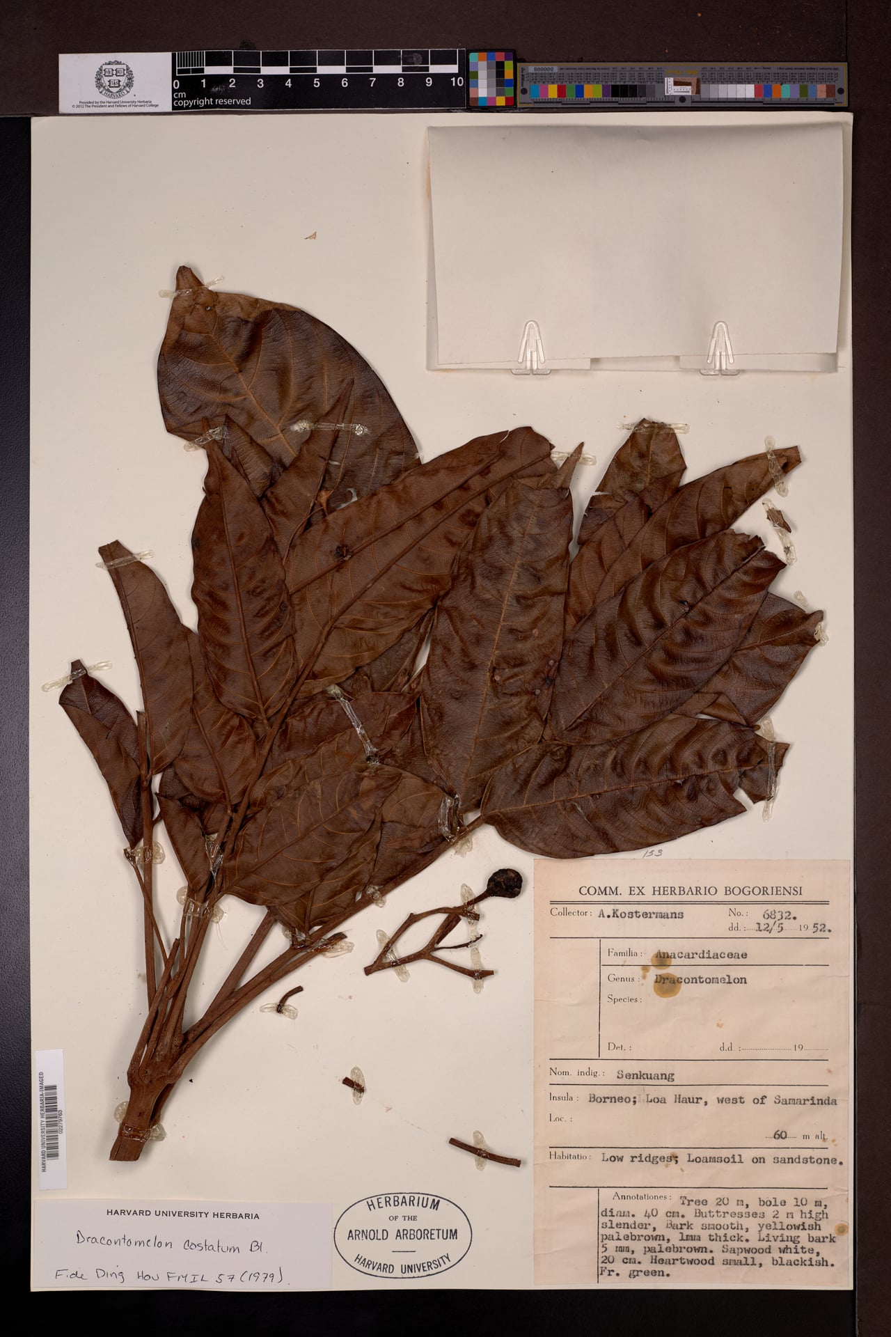 Dracontomelon costatum — photo