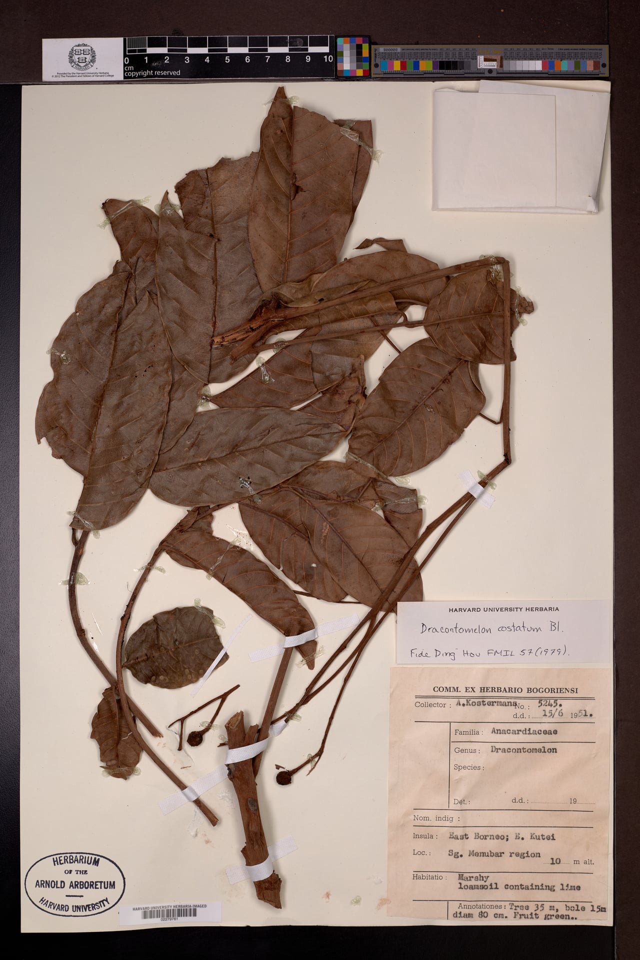 Dracontomelon costatum — photo