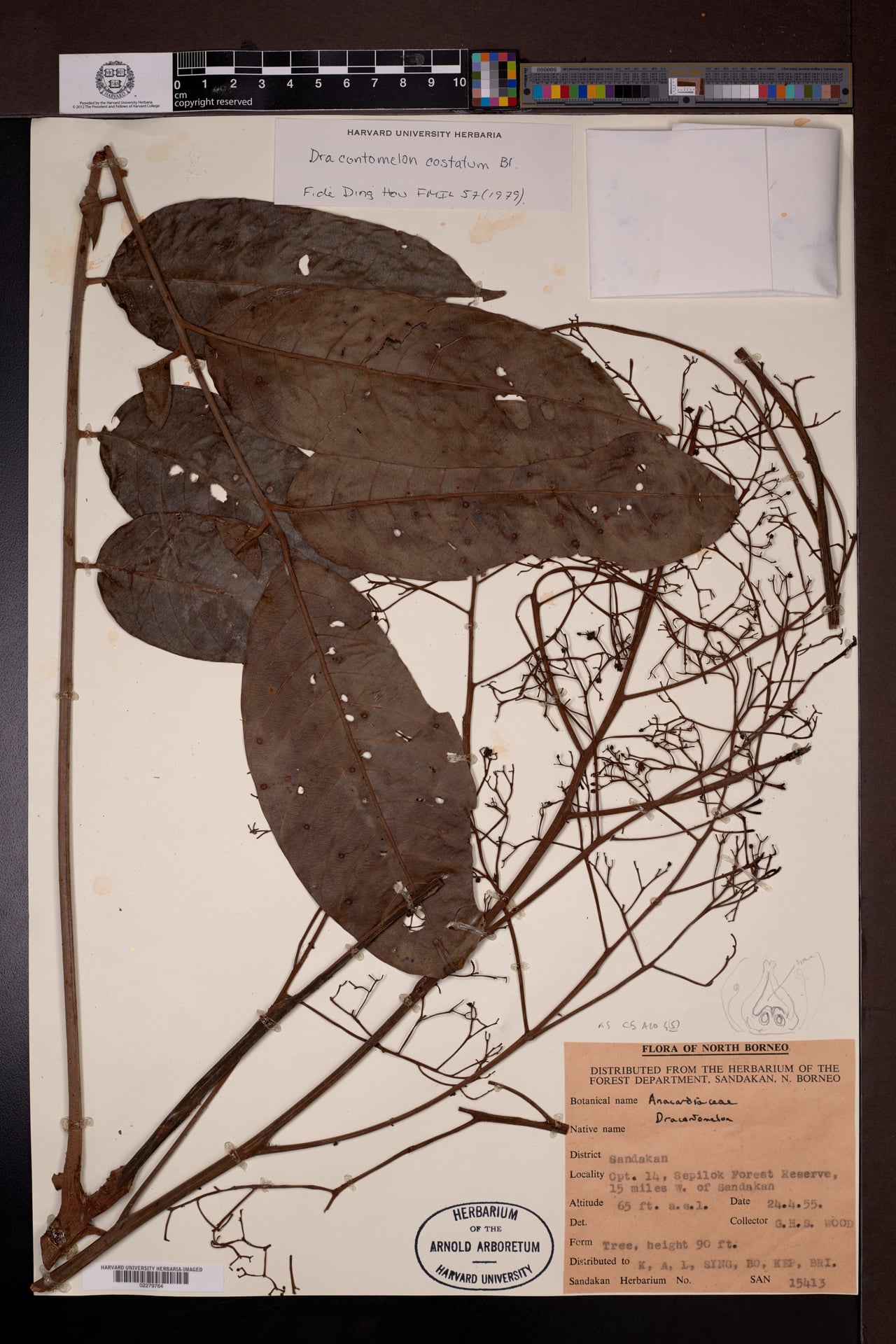 Dracontomelon costatum