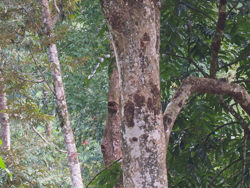 Dracontomelon dao (Mon) — photo