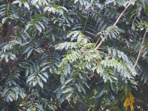 Dracontomelon dao (Mon) — photo