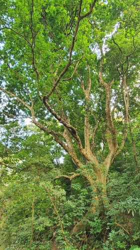 Dracontomelon duperreanum (Asian pheasant tree) — photo