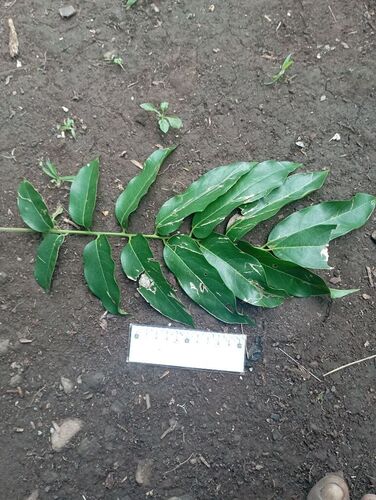 Dracontomelon vitiense (Tarawau) — photo