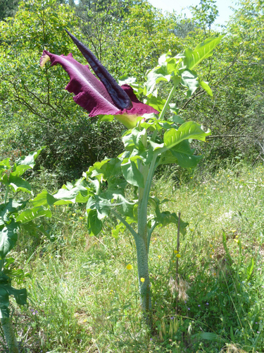 Dracunculus vulgaris (Stink Lily) — photo