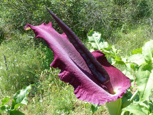 Dracunculus vulgaris (Stink Lily) — photo