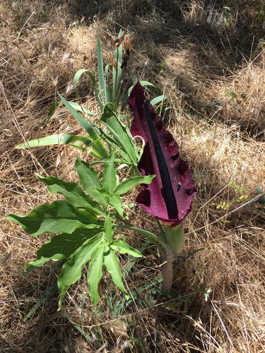Dracunculus vulgaris