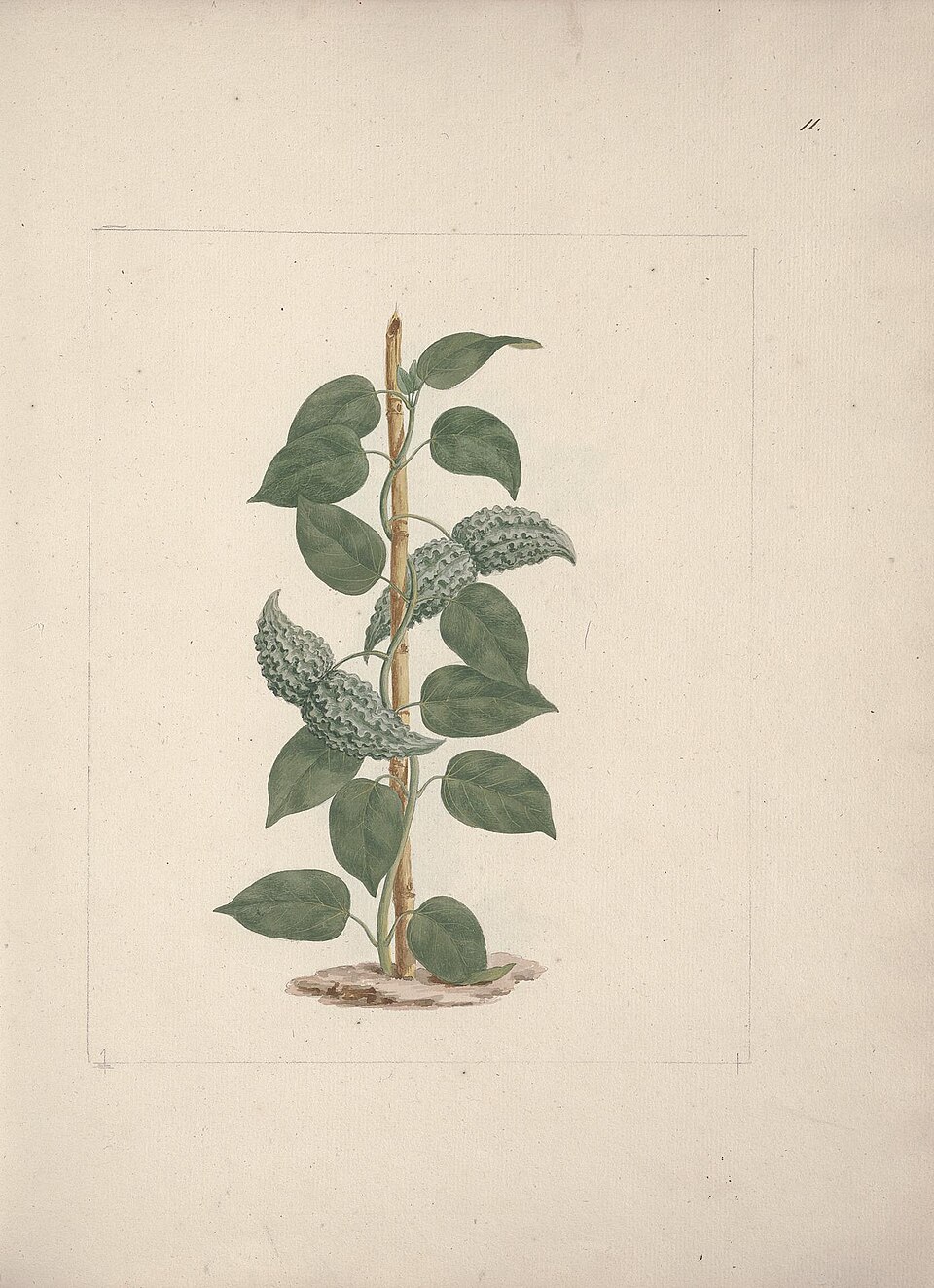 Dregea abyssinica