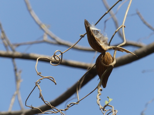 Dregea volubilis (Green milkwood climber) — photo