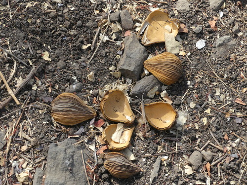 Dregea volubilis