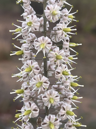Drimia altissima — photo
