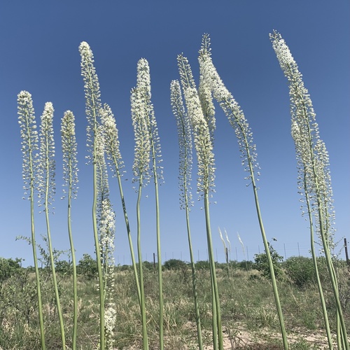 Drimia altissima