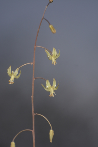 Drimia indica (Indian squill) — photo
