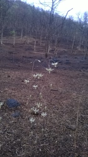Drimia indica (Indian squill) — photo