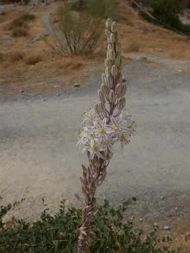 Drimia maritima (Sea onion) — photo
