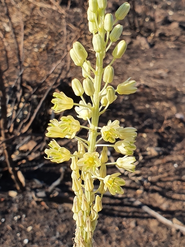 Drimia maritima (Sea onion) — photo