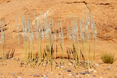 Drimia maritima