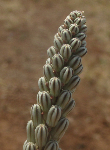 Drimia sanguinea (Red slangkop) — photo