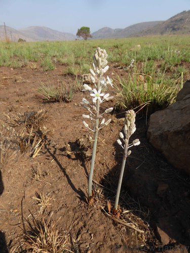 Drimia sanguinea (Red slangkop) — photo