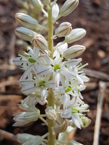 Drimia sanguinea