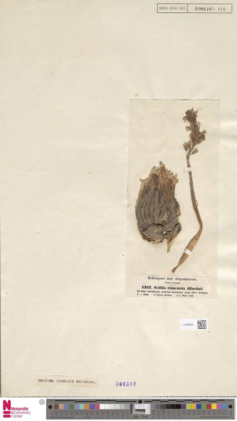 Drimia simensis — photo